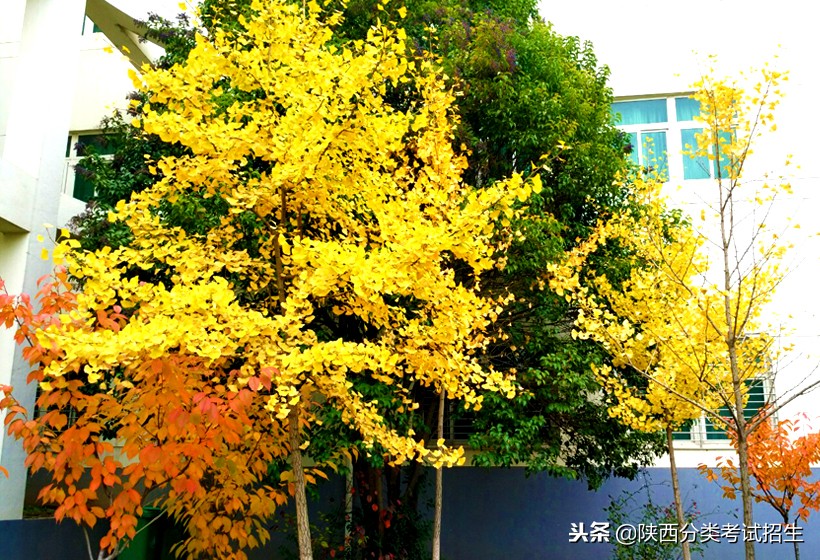 西安海棠职业学院学费,西安海棠职业学院报名