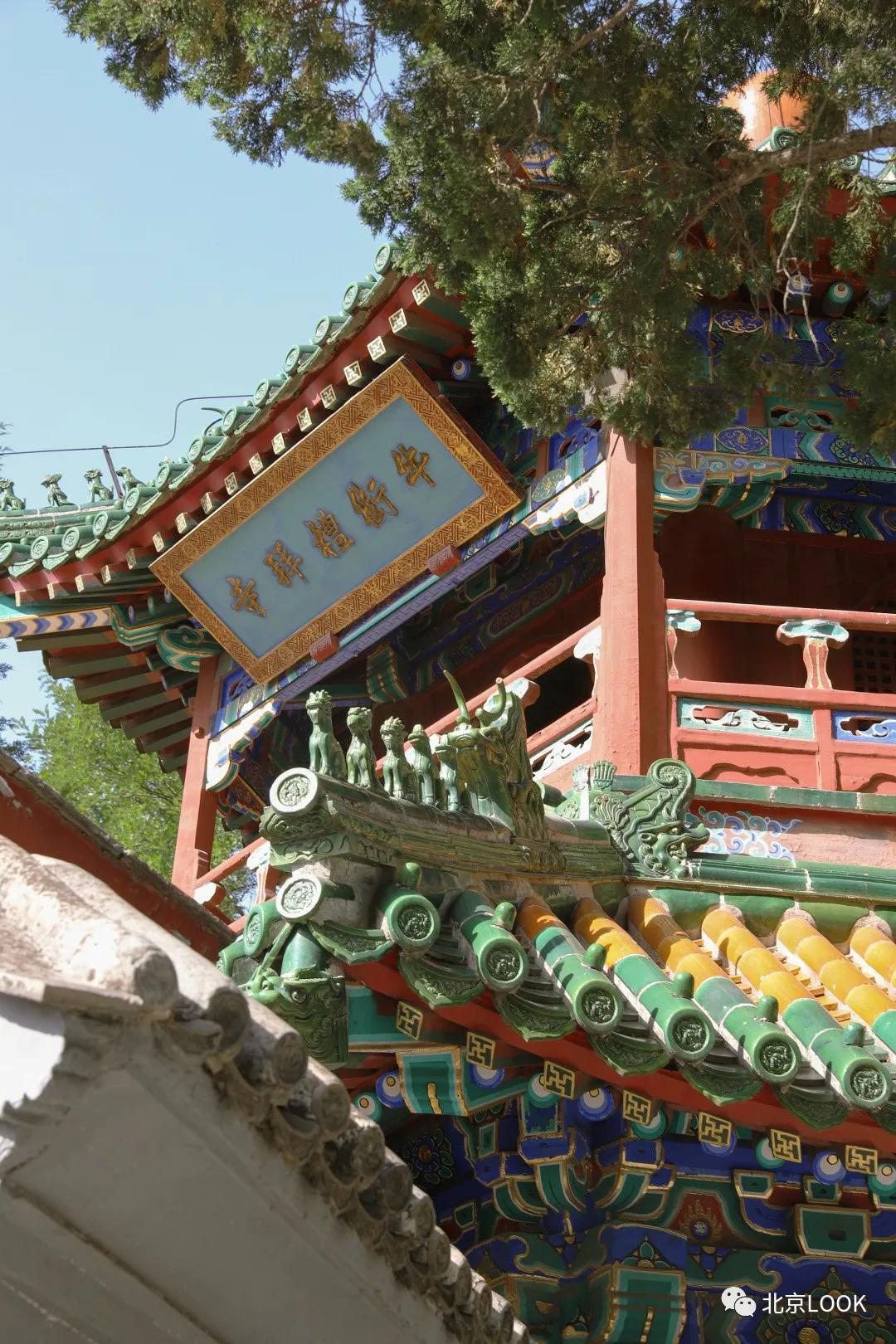 这就是牛完整视频,北京市牛街