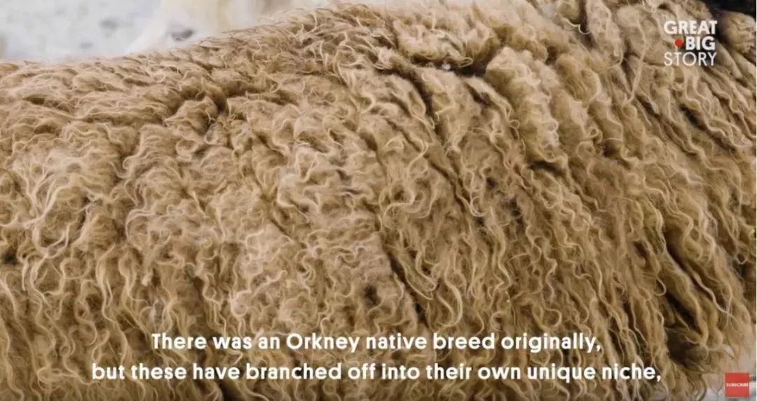 小蓝羊冬靴值不值得买,小蓝羊靴子