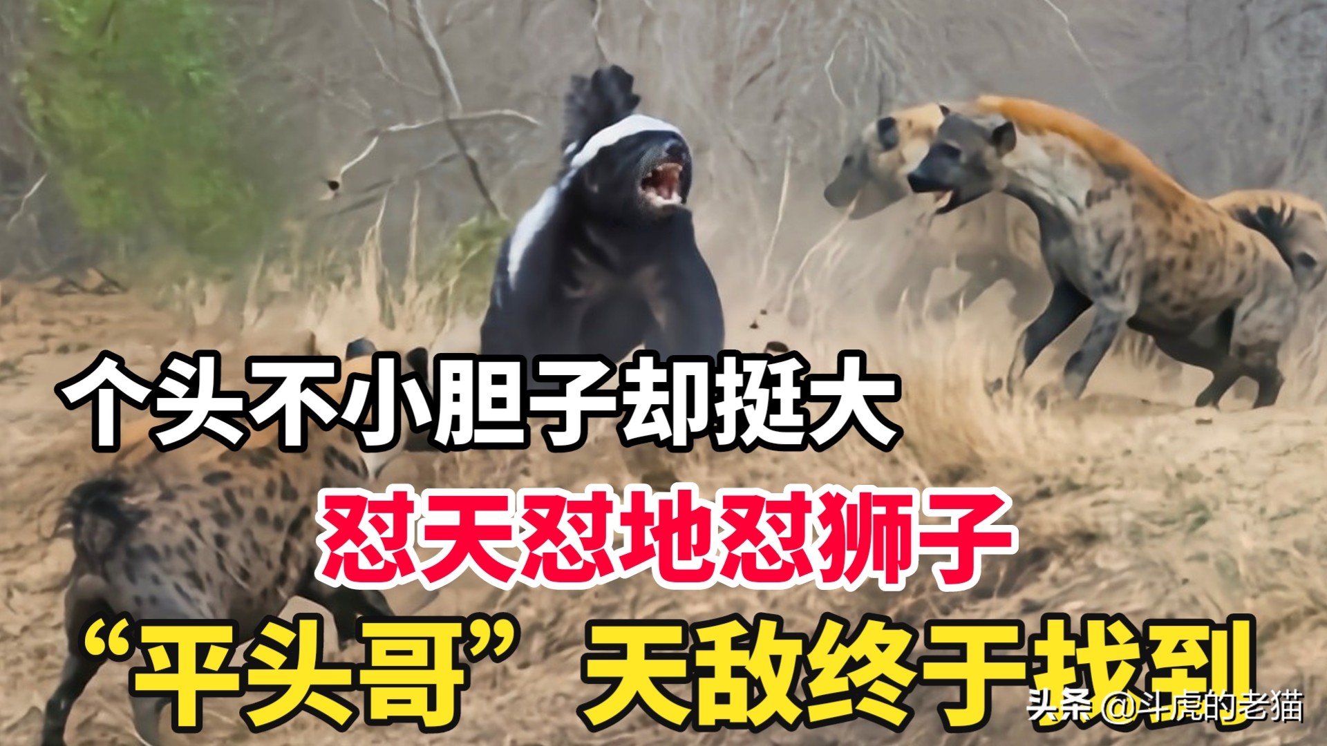 蜜獾那么凶猛真实的战斗力咋样,蜜獾展现真实实力