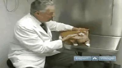 如何给猫咪选牙膏,如何给猫咪选择洁齿产品