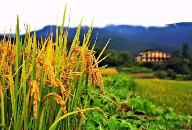 磷酸二氢钾如何使用效果最好,怎样的磷酸二氢钾才是真的