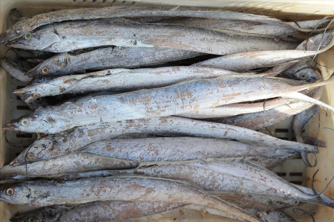 买带鱼是白霜多的好还是少的好,郑州海鲜市场带鱼怎么分辨好坏