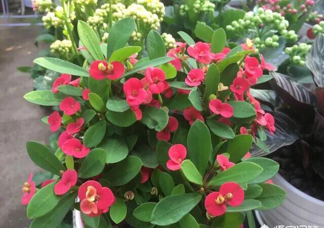 家养虎刺梅,如何养护才好?正确方法在这里。