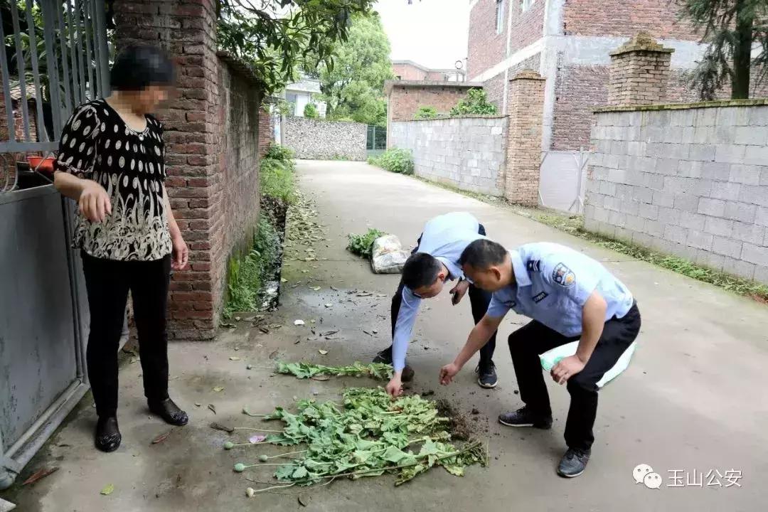 *粟罂**能治疗痔疮和防鸡瘟?还有这种操作?