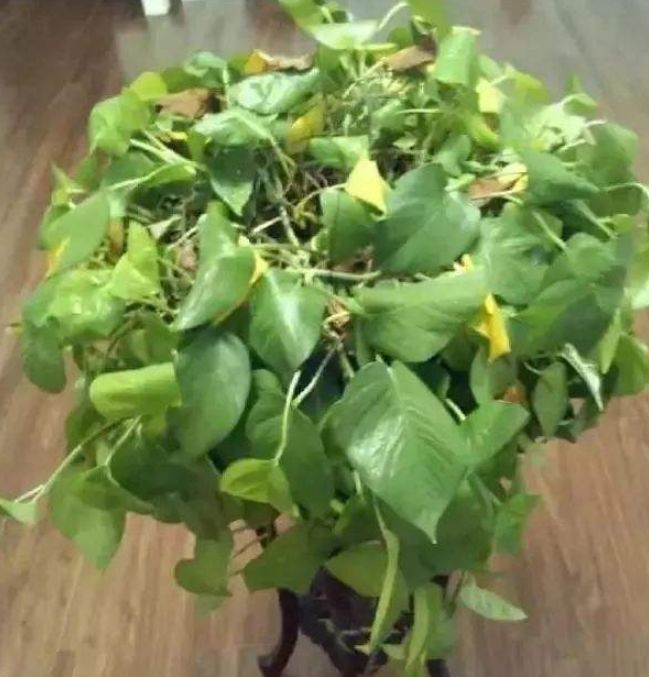 花卉黄叶最好的土办法,花卉黄叶落叶怎样防治