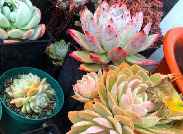 美杏锦多肉的养殖方法和注意事项,多肉怎么才能快速出锦