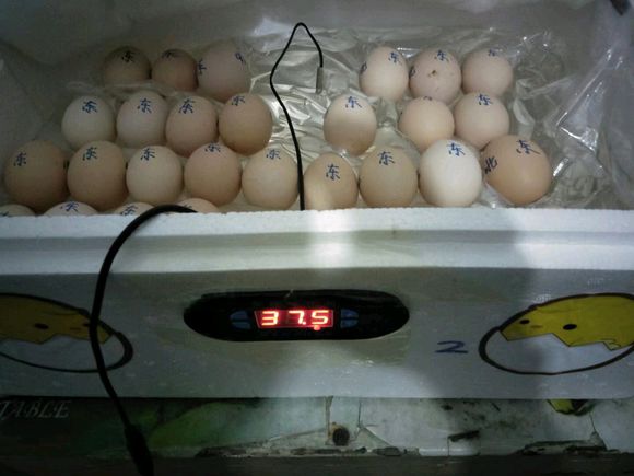 农村自家养殖土鸡,最省钱的农村土鸡养殖方式