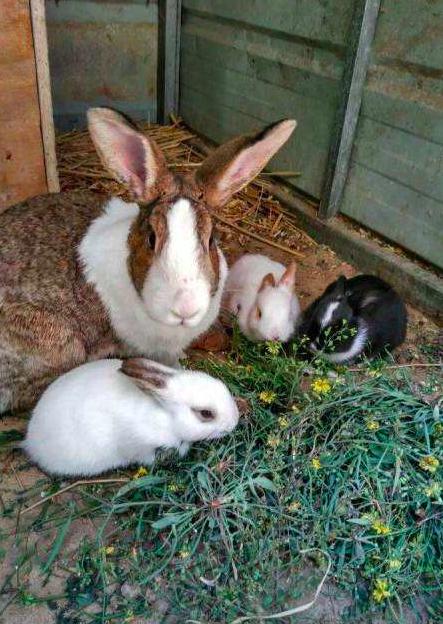 獭兔的养殖技术怎样分公母,獭兔的养殖挣钱吗