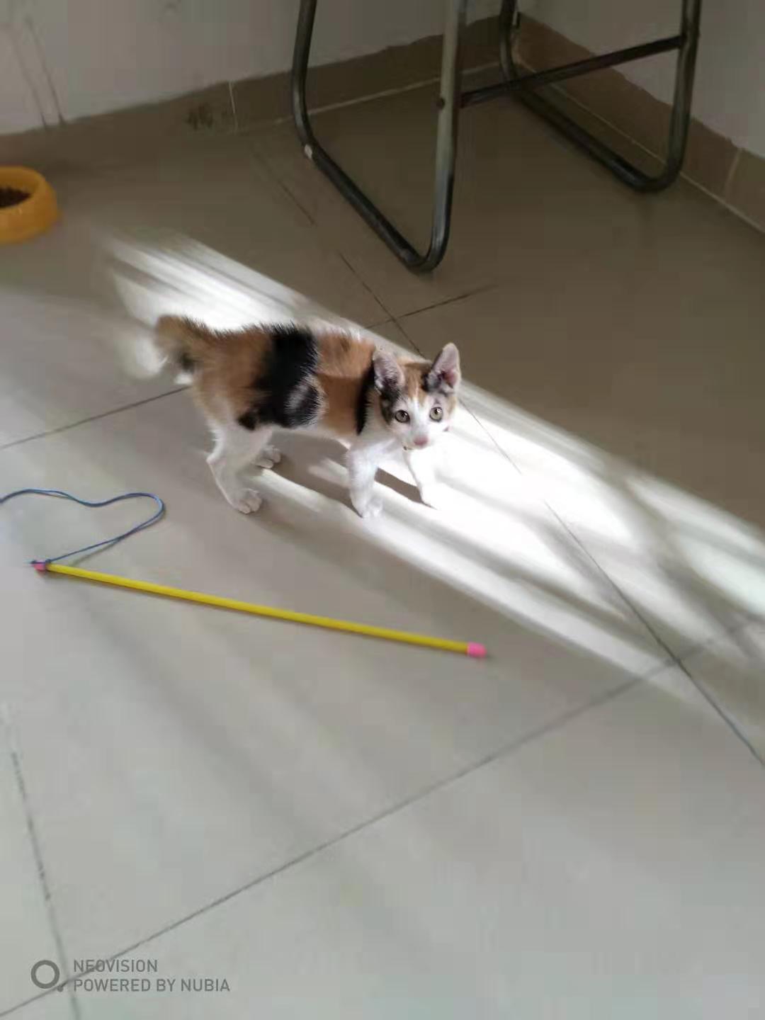 为啥猫脏,养猫怎么保持猫咪干净家庭干净