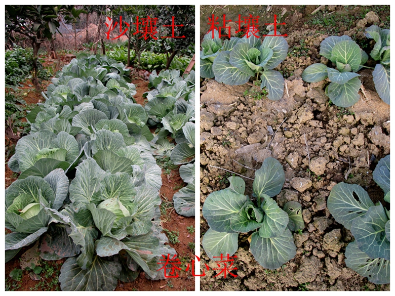 甘蓝蔬菜档案介绍,十种蔬菜卷心菜