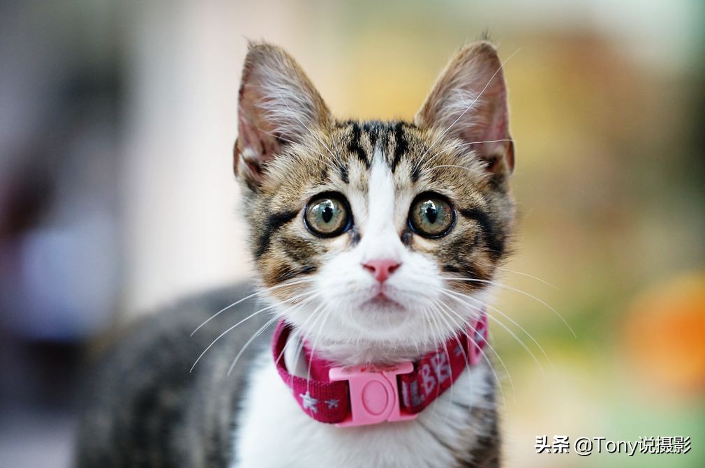 摄影后期如何打造浅景深,摄影基础知识与理解