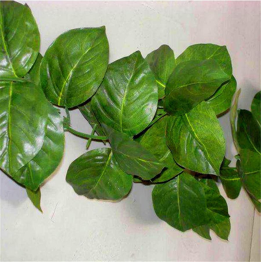 叶片水培扦插生根最快方法,水培心叶球兰怎么扦插