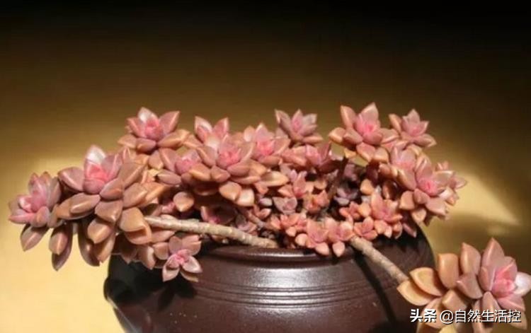 花卉枯萎了怎么办视频教程,花卉蔫了如何救活