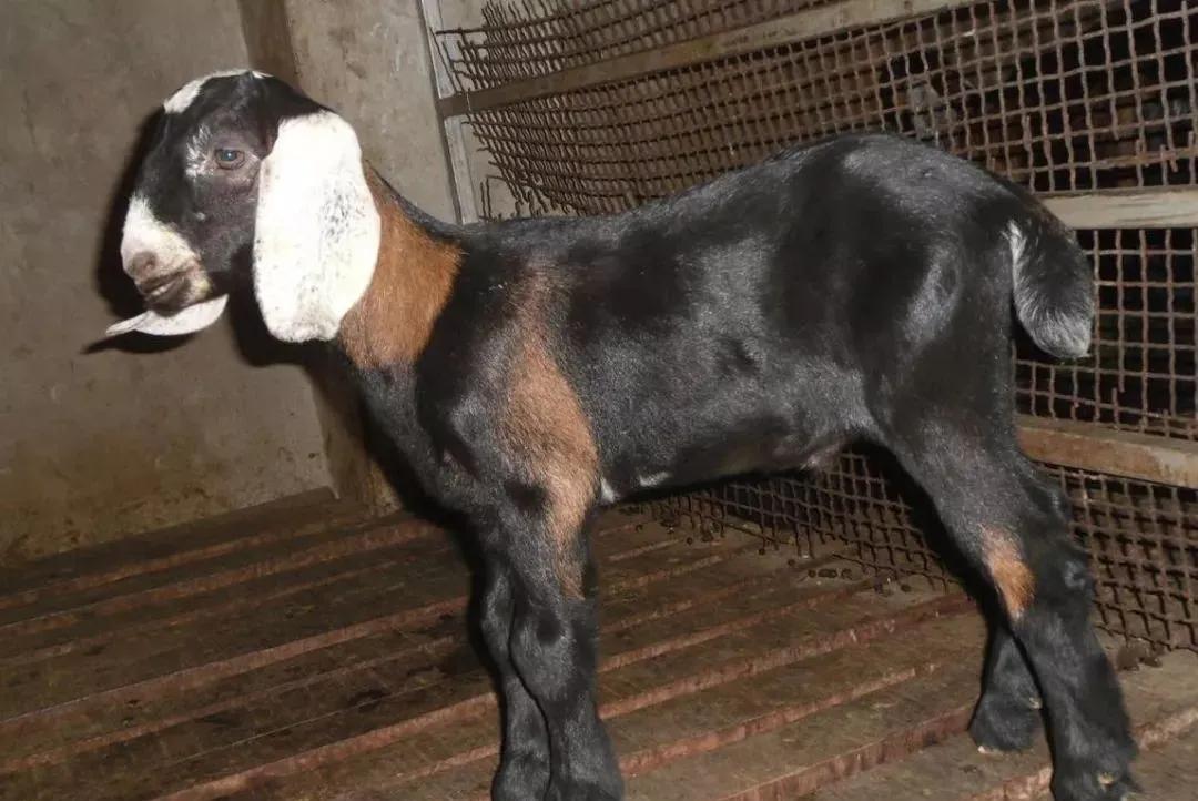 每日一学的100个技巧,奶山羊有哪些