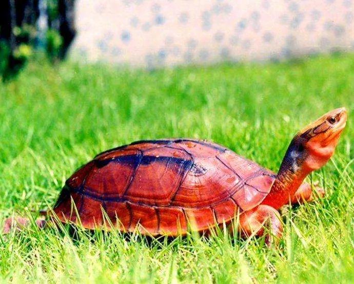 国龟之美黄喉,国龟的魅力