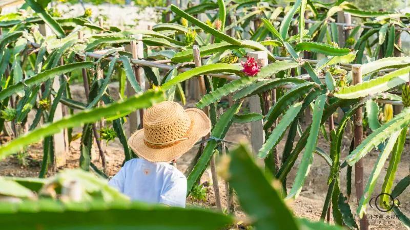 用低成本打造高颜值农场,广东夫妇超省钱