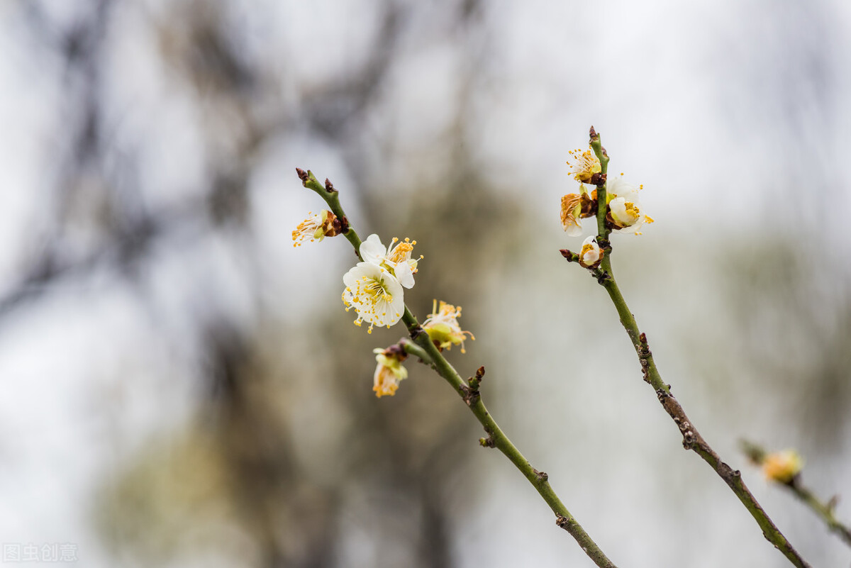 明孝宗和张皇后历史,明仁宗郭贵妃和张皇后