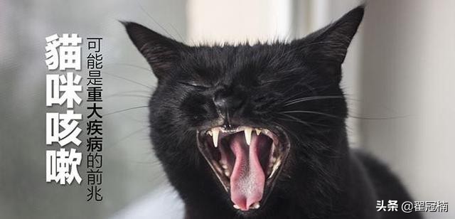 猫咪咳嗽是什么病引起的,猫咪咳嗽提示什么疾病