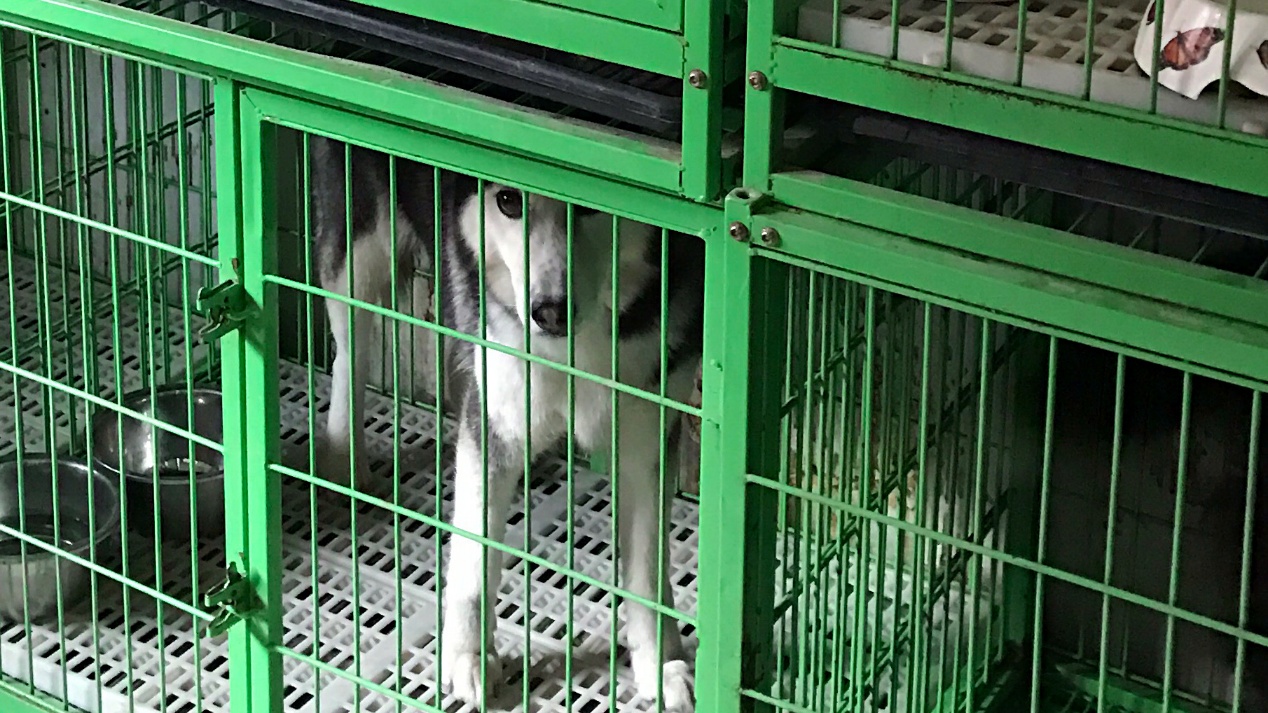 寄养宠物前需要注意什么,狗狗第一次寄养需要注意什么