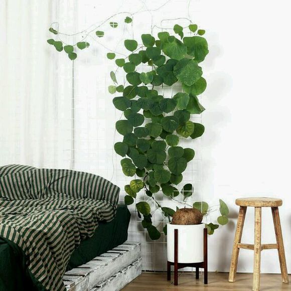 刷屏级花草，我也就拿着手机看了一下午而已！