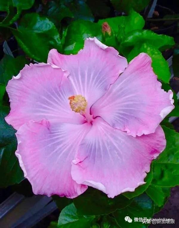 大红花和扶桑木槿有什么区别,木槿花和扶桑花哪个品种好