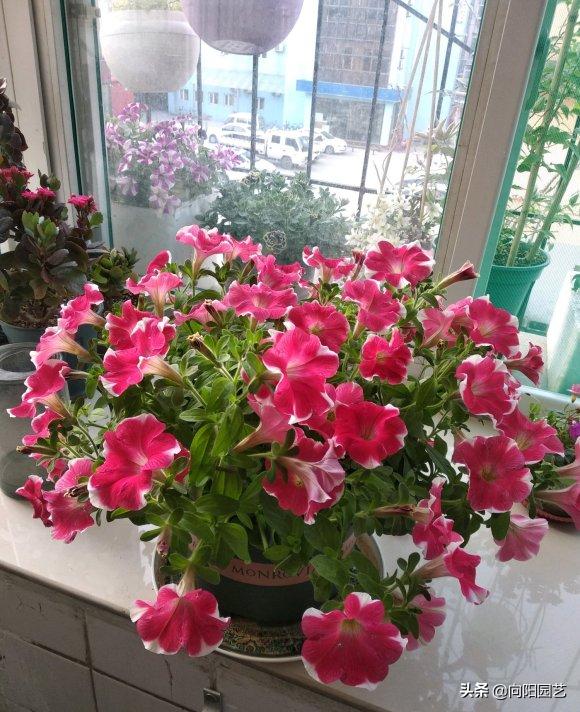3种花卉好看又好养还能净化空气,4种花值得冬季盆栽