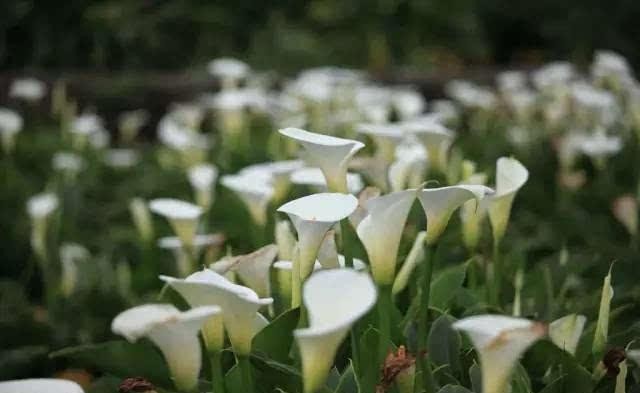 恰同学少年风华正茂什么时候写的,恰同学少年弹指一挥间