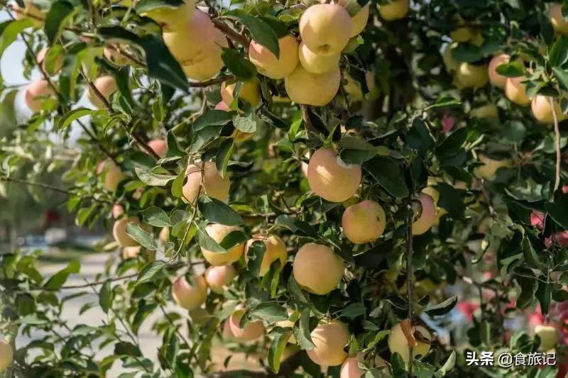 酥脆多汁甘甜无酸的红肉苹果,日本正宗的红富士苹果