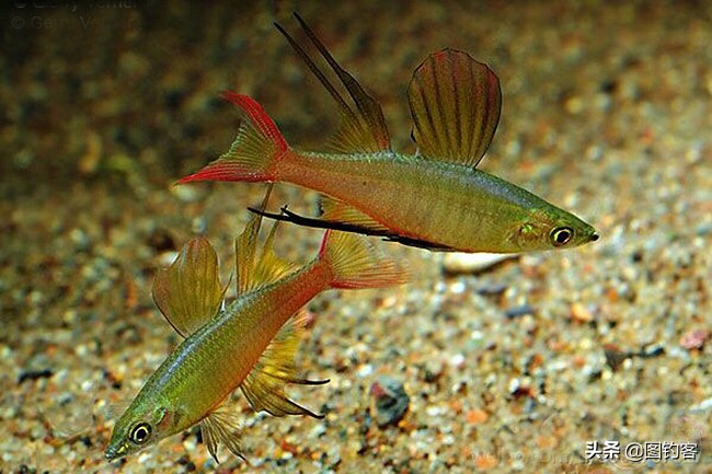 中国前十热带观赏鱼,热带观赏鱼鲤科鱼类主要有哪些鱼