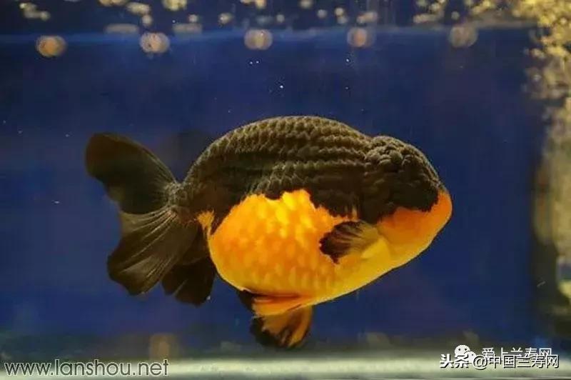 生命力最大的金鱼品种有哪些,十大最好的金鱼品种