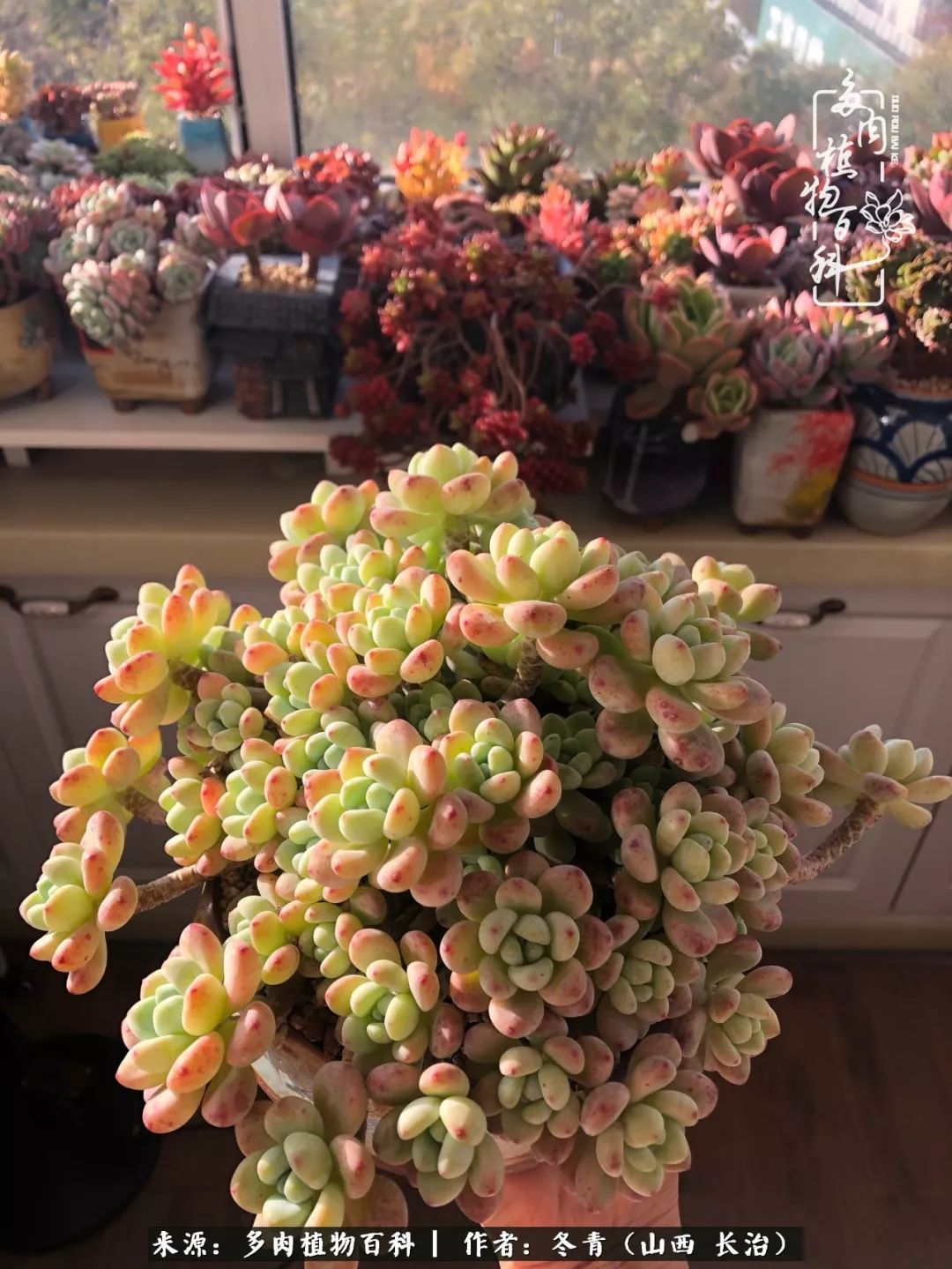 新手养多肉知道这4点打好基础,阳台上养多肉的正确方法