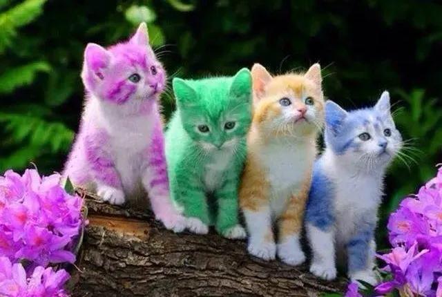 小狗被染色,给可爱小狗染色