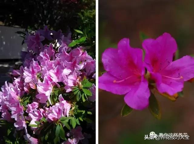 刚栽的杜鹃花蔫了怎么办,杜鹃花死了一半怎么回事