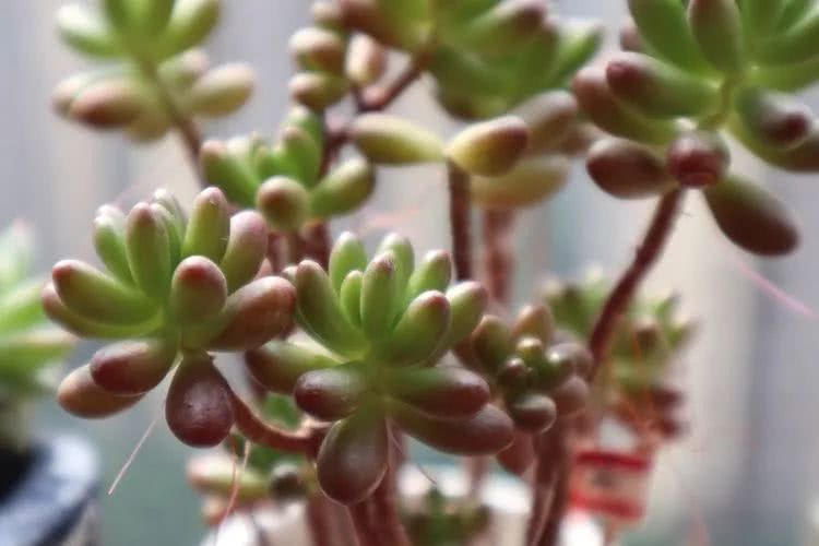 多肉名字怎么记,多肉的品种图片及名字寓意