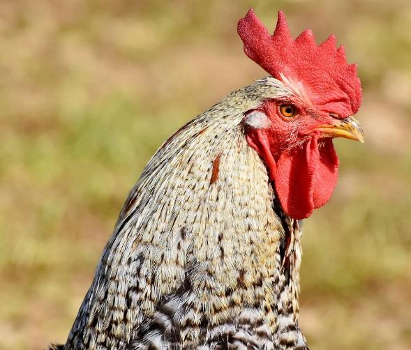 养殖鸡的粪便如何处理,鸡养殖技术鸡拉白便怎么办