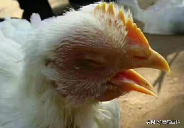 鸡群呼吸道疾病特效药方案大全,鸡群发病,我来帮你解决