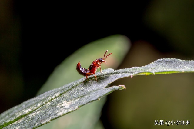 深山发现的神秘物种,最吓人的物种是什么