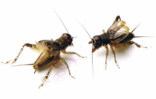 两广斗蟋蟀文化,瑞安历史文化品读