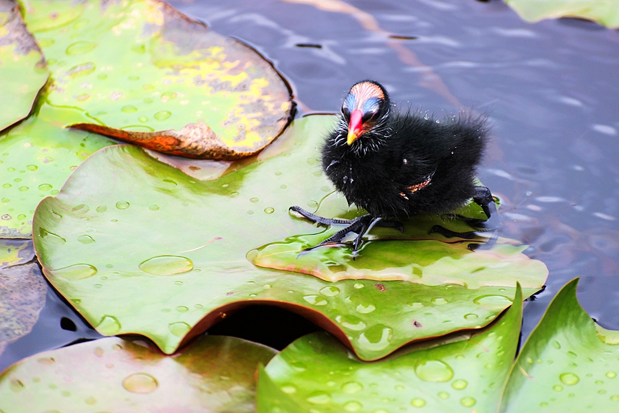 黑水鸡雏鸟图片,黑水鸡的可爱