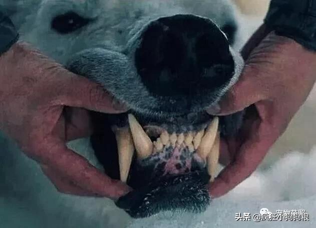 要知道狗狗是否把你看做主人，摸它这5个地方就清楚