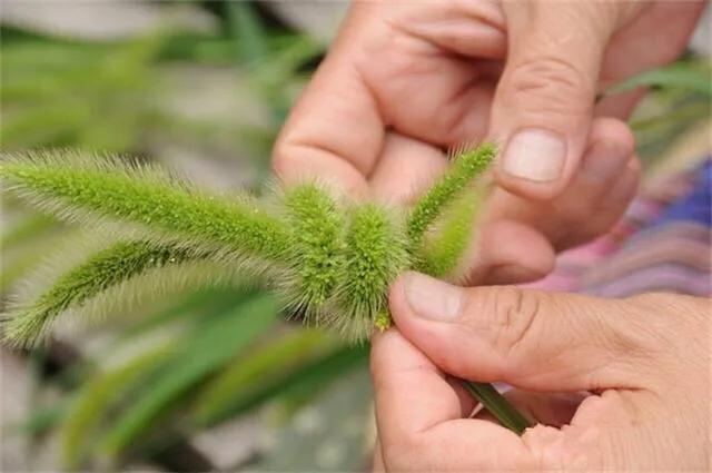 狗尾巴草怎么编兔子教程,狗尾巴草编小东西简单教程