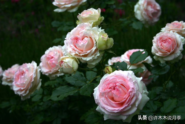 如何制作月季的肥料,月季自制液体肥怎么用最好