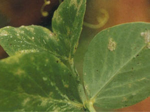 豌豆潜叶蝇病害图片,豌豆炭疽病的防治方法