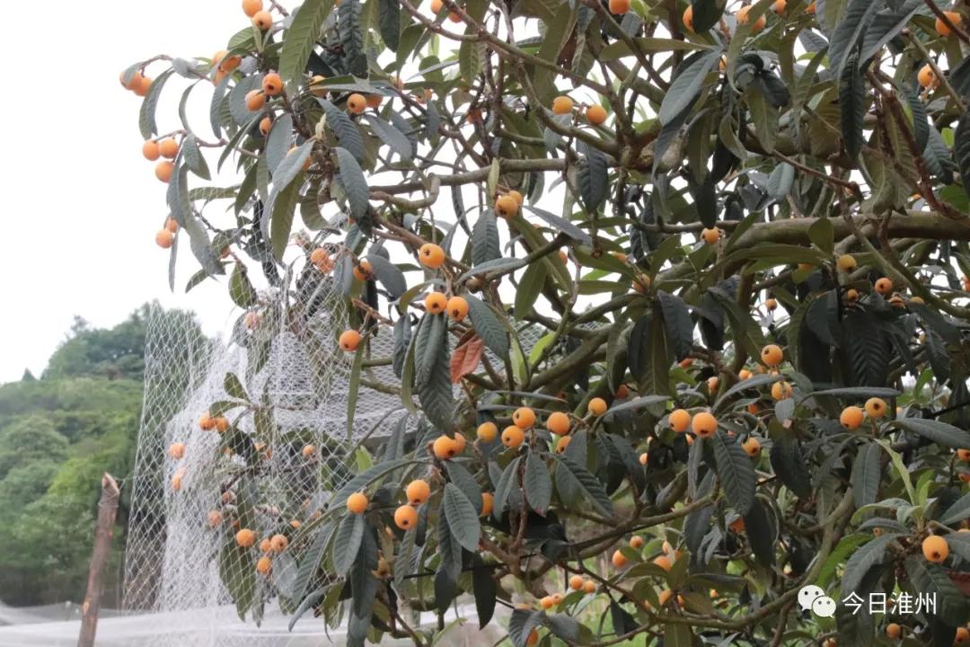 淮口好玩,金堂淮口枇杷