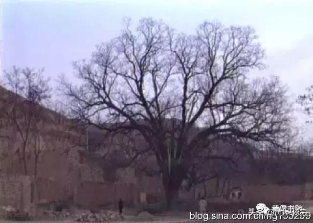 八河老槐树,柴库老槐树