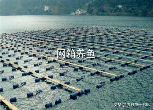 深海网箱养鱼如何投放饲料,网箱养殖什么鱼利润高又好养