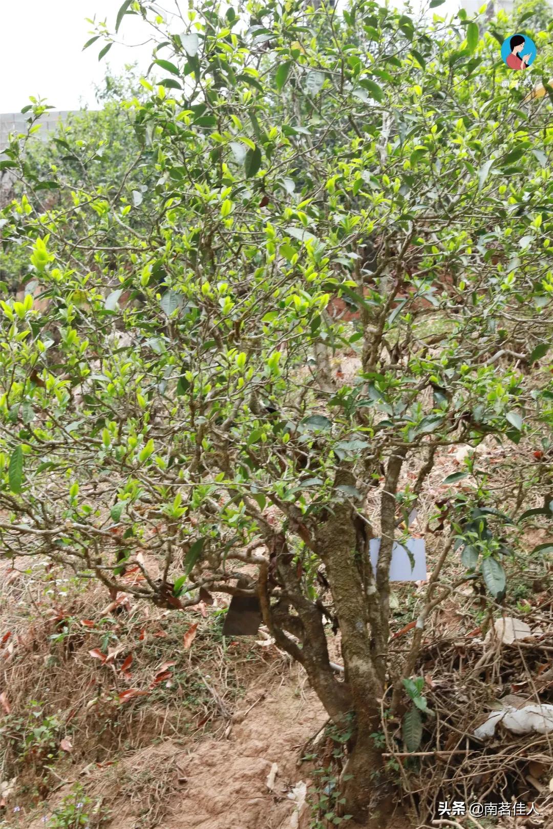 冰岛五寨糯五价格,冰岛五寨谁最有性价比