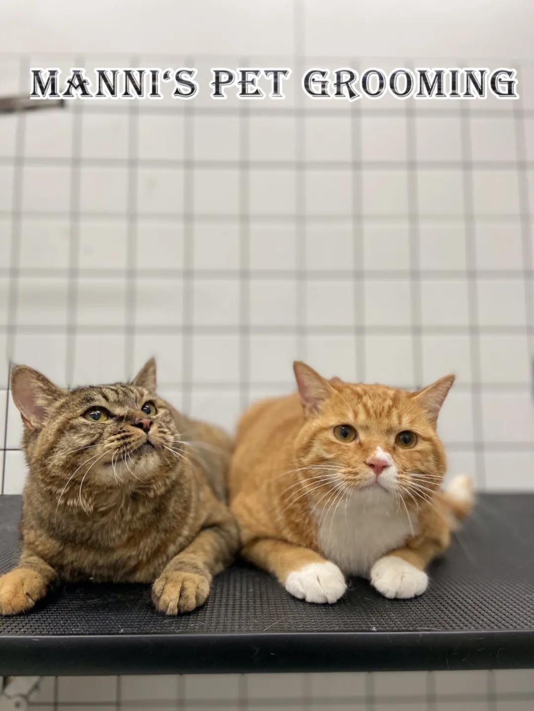 从小养的橘猫还会有野性吗,养橘猫的都是什么人