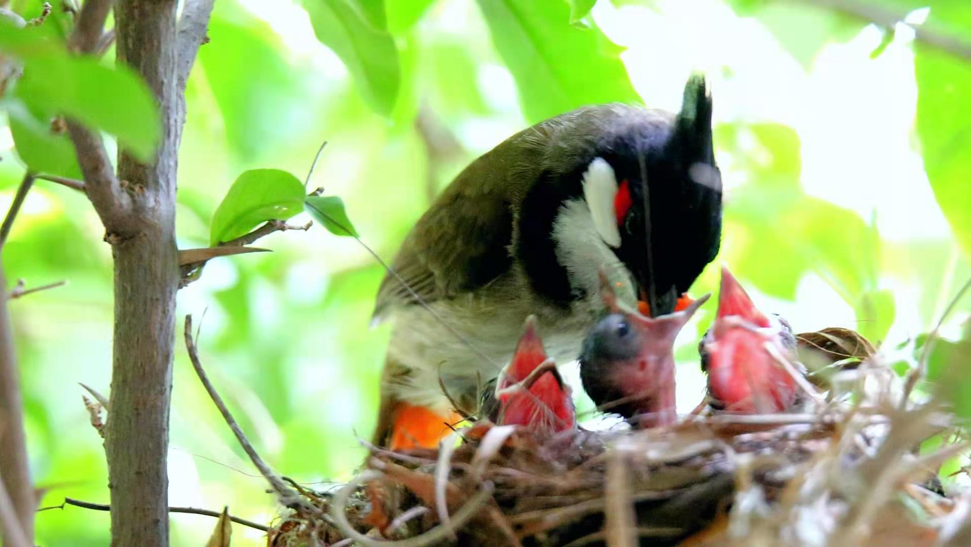 景美人善！我红耳鹎成都“安家”日常曝光